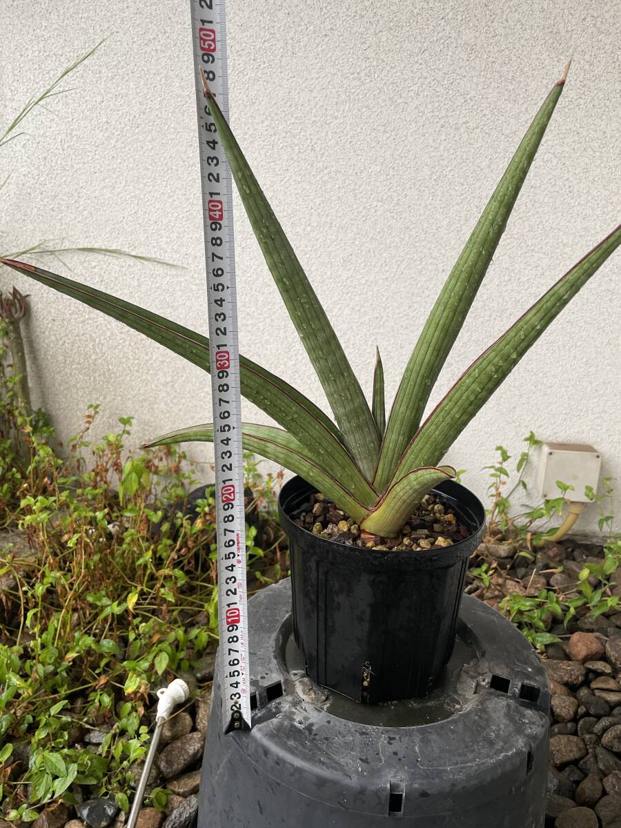 サンスベリア】 なかなか珍しい Sansevieria sp india tiger blue