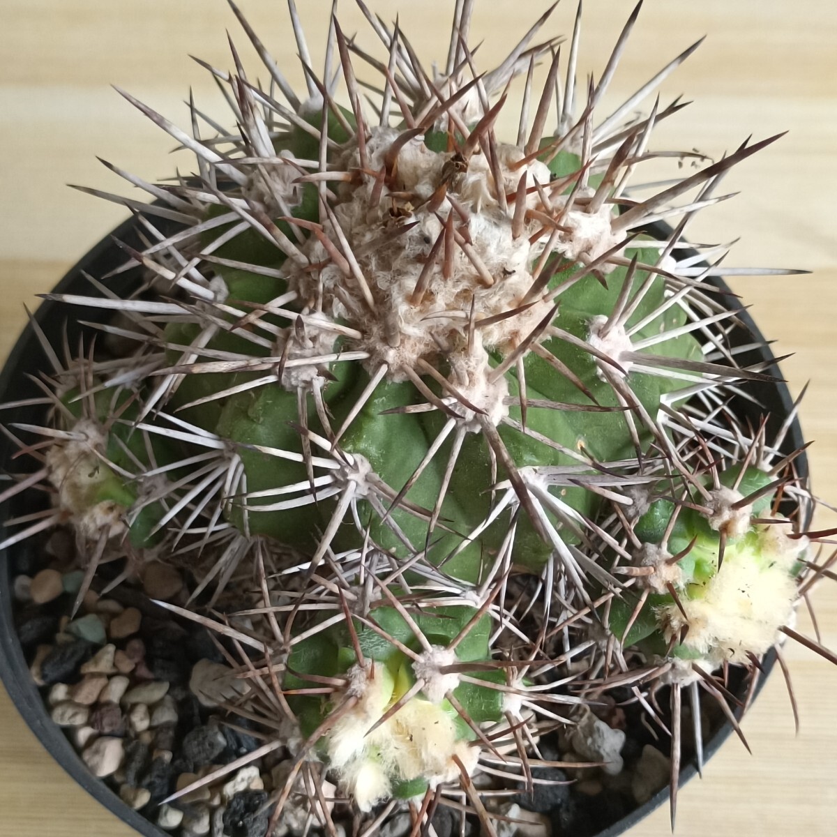 サボテン 多肉植物 152 コピアポア ソラリス(黄刺タイプ) Copiapoaの