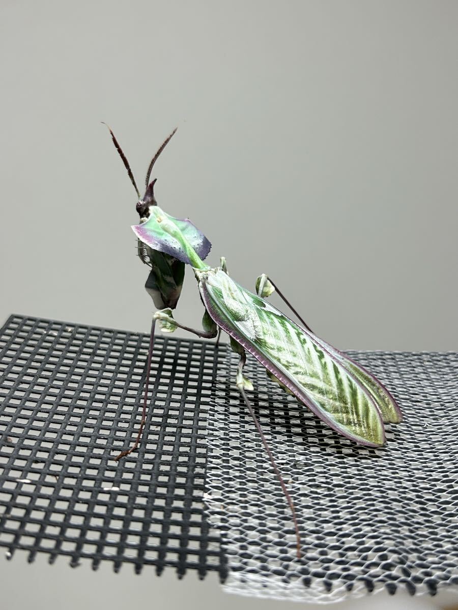標本】カマキリ 標本 ニセハナマオウカマキリ成虫ペア 簡易ケース付 訳