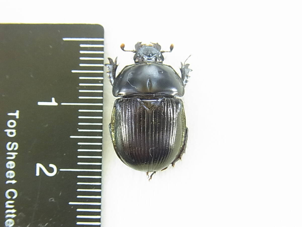 送料210～] ツノセンチコガネ 昆虫 標本 ダイコク・コガネの落札情報