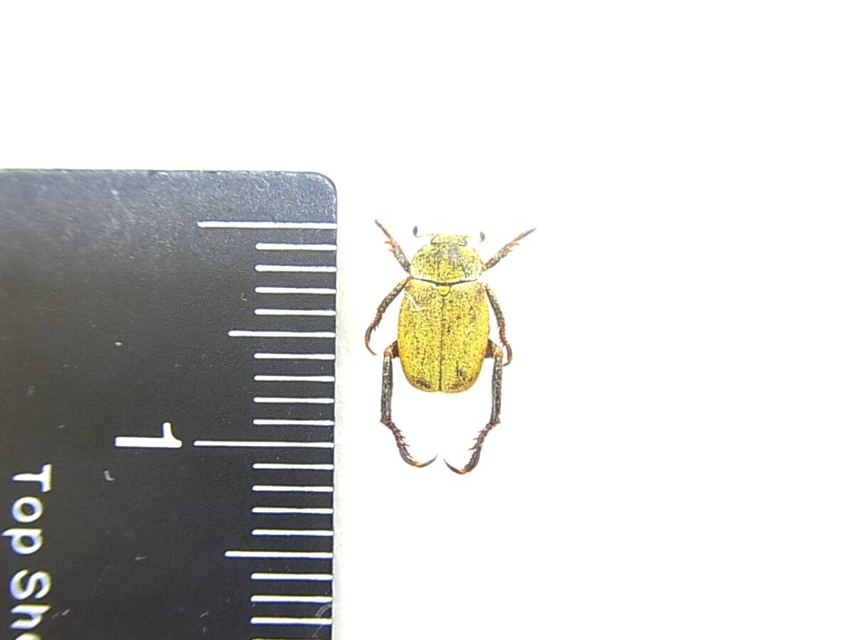 新品】シンジュアシナガコガネ♂ no.1 美麗個体 ＊実物の光沢は強めの