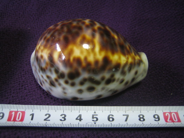 レア 美品 ☆ホシダカラ 標本 タカラガイ 貝殻 Cypraea tigris