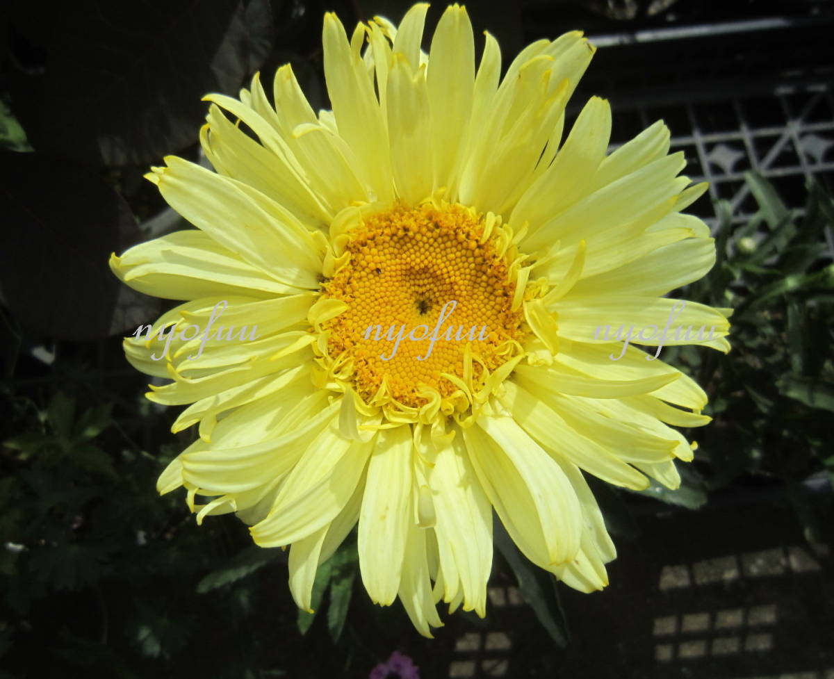 新品 黄花 八重咲き シャスターデージー ゴールドフィンチ レウカンセマム イエロー 耐寒 宿根 山野草 宿根草 の落札情報詳細 ヤフオク落札価格情報 オークフリー スマートフォン版