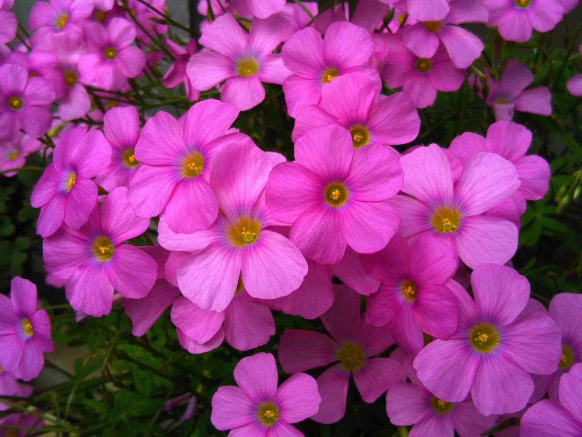 Oxalis Stellata オキザリス ステラータ 10球 の落札情報詳細 ヤフオク落札価格情報 オークフリー スマートフォン版