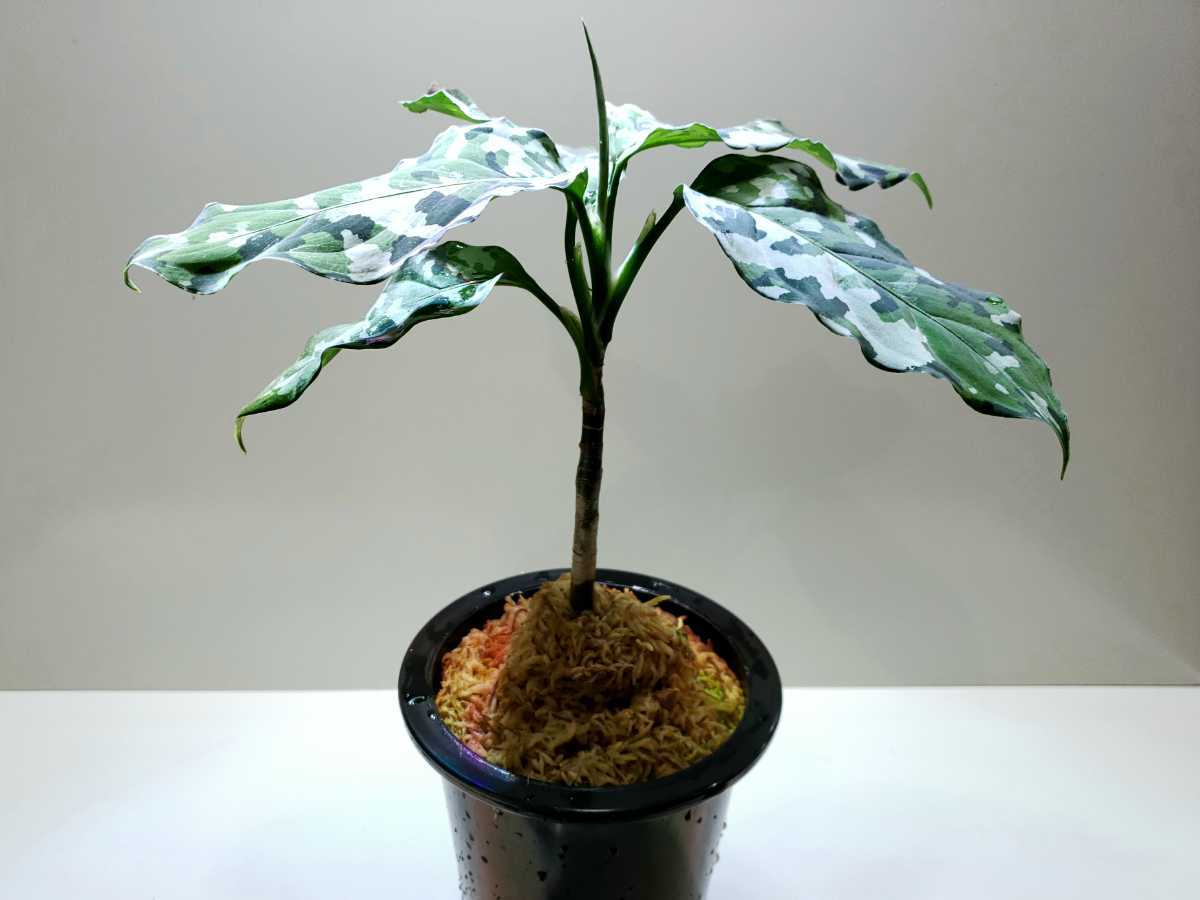 ア*ン様 アグラオネマピクタムディープフォレスト Aglaonema Deepf アグラオネマピクタムディープフォレスト Aglaonema Deepforest