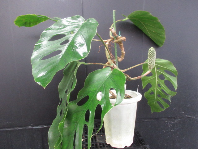 新品 ｋｎ モンステラ ホウライショウ属 ドゥビア 0 8ｍ以下 の落札情報詳細 ヤフオク落札価格情報 オークフリー スマートフォン版