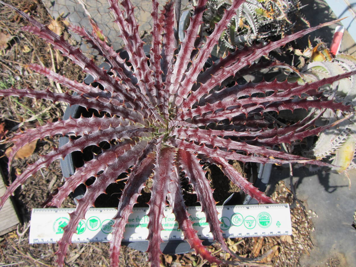 ヘクチア Hechtia glomerata ex. Bill Baker 【公式通販】