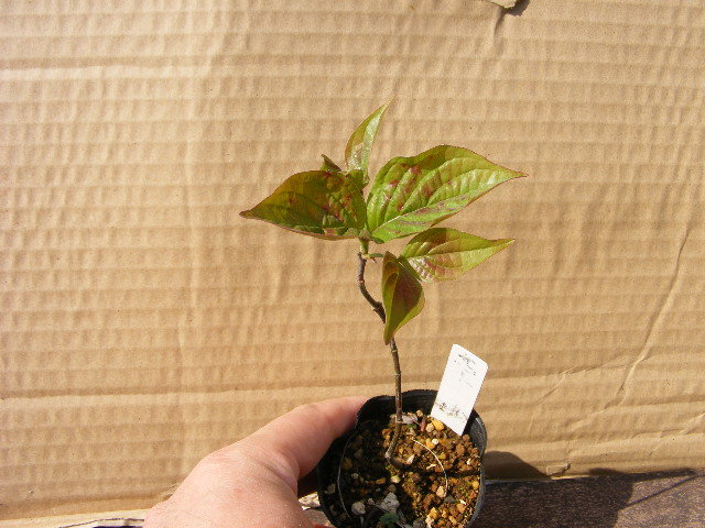 新品 ハナミズキ 苗 盆栽 庭木 ピンク の落札情報詳細 ヤフオク落札価格情報 オークフリー スマートフォン版