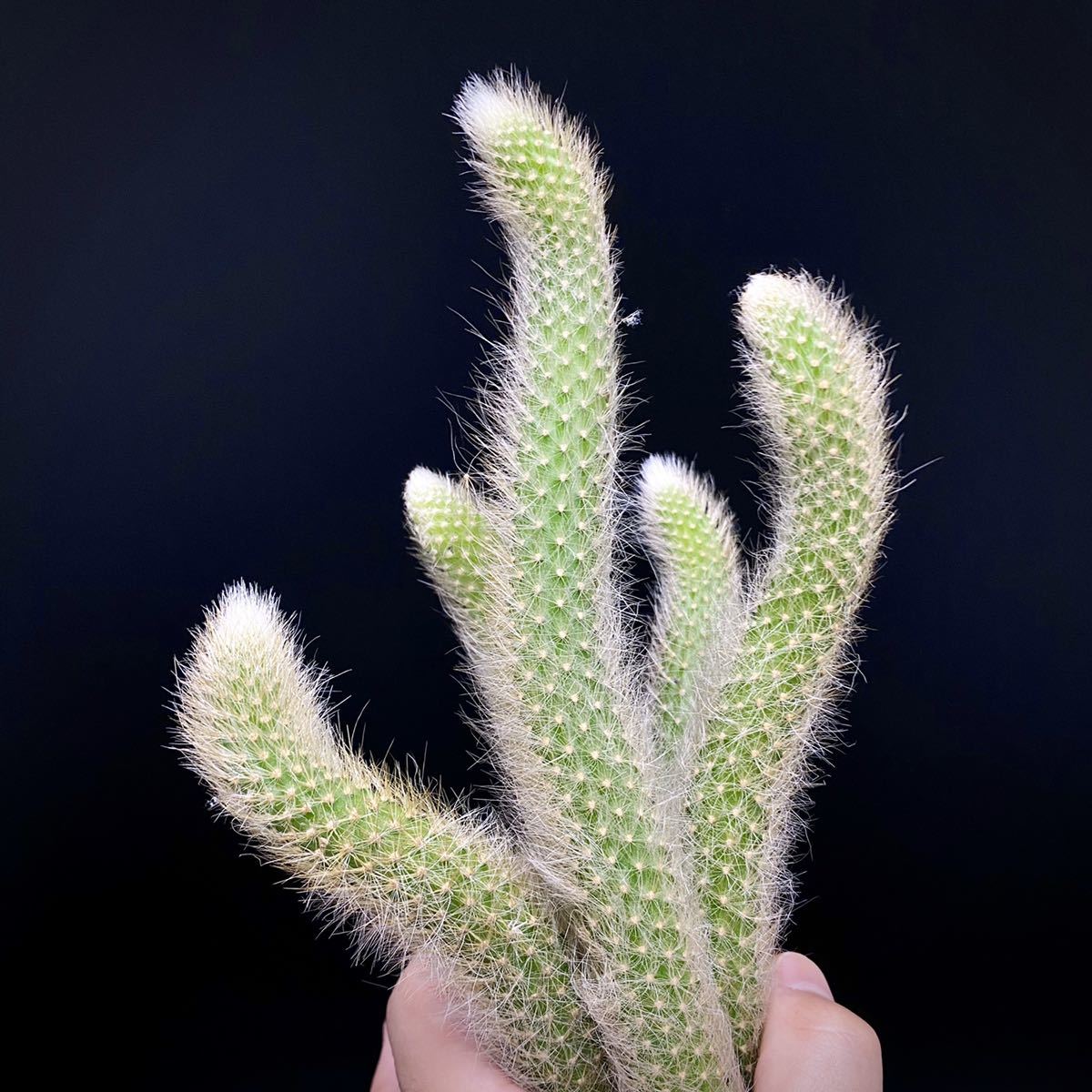 ヒルデウィンテラ クレイストカクタス カラデモノニス Hildewintera Cleistocactus Colademononis 検索用 多肉植物 ヒモサボテン の落札情報詳細 ヤフオク落札価格情報 オークフリー スマートフォン版