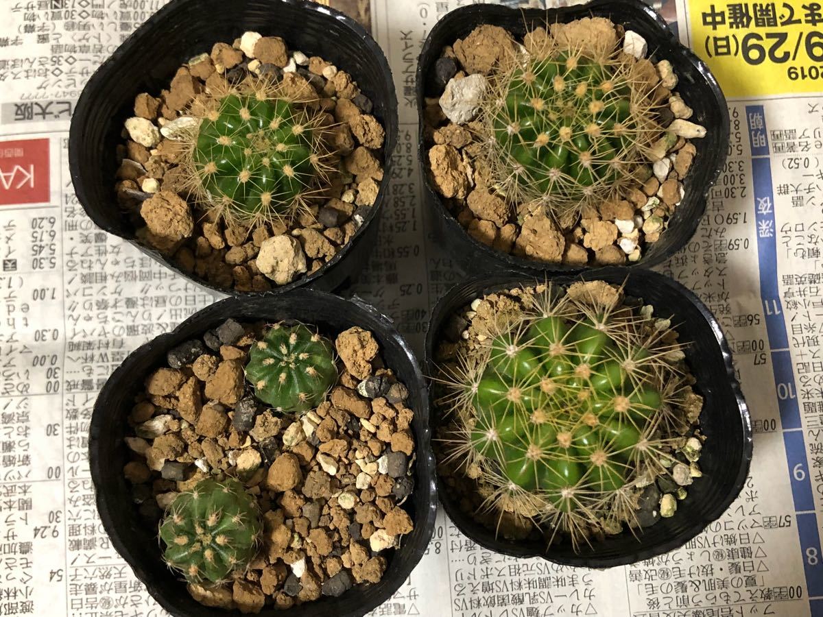 サボテン エキノプシス マツカナ 金盛丸 ポルジー 1セット かきこ 多肉植物 の落札情報詳細 ヤフオク落札価格情報 オークフリー スマートフォン版