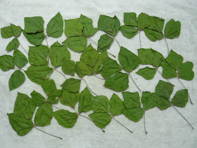 自生していた葛を採取し 洗って自然乾燥させたものです 奈良県 明日香村で５月に採取 葛の葉 くずの葉 クズの葉 うさぎのエサ の落札情報詳細 ヤフオク落札価格情報 オークフリー スマートフォン版