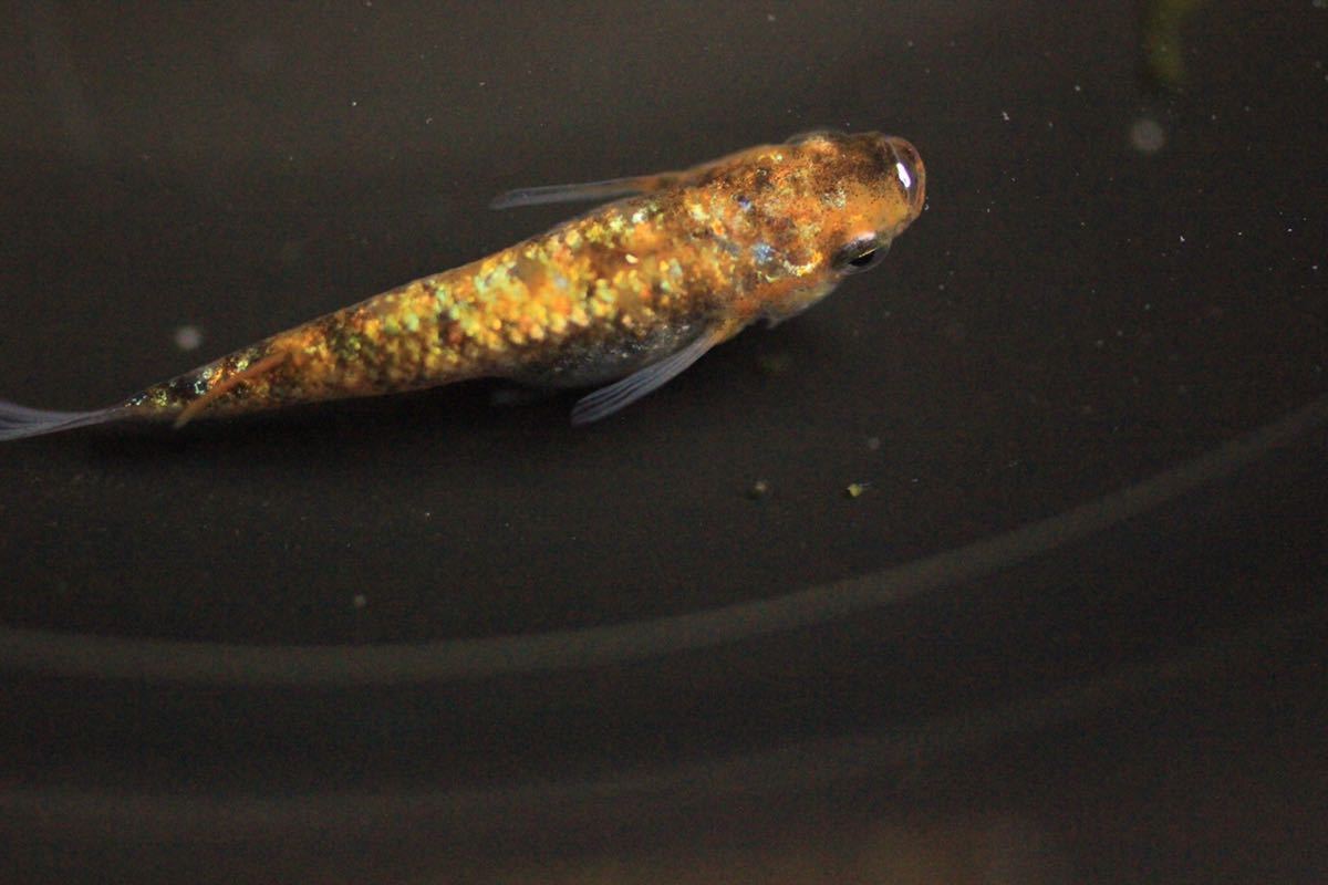 新品 なにわめだか 月華 稚魚15匹 上州メダカ様直系個体 これが本物 めだか メダカ 新種 月華 王華 王妃 餌 ミジンコ ゾウリムシ の落札情報詳細 ヤフオク落札価格情報 オークフリー スマートフォン版