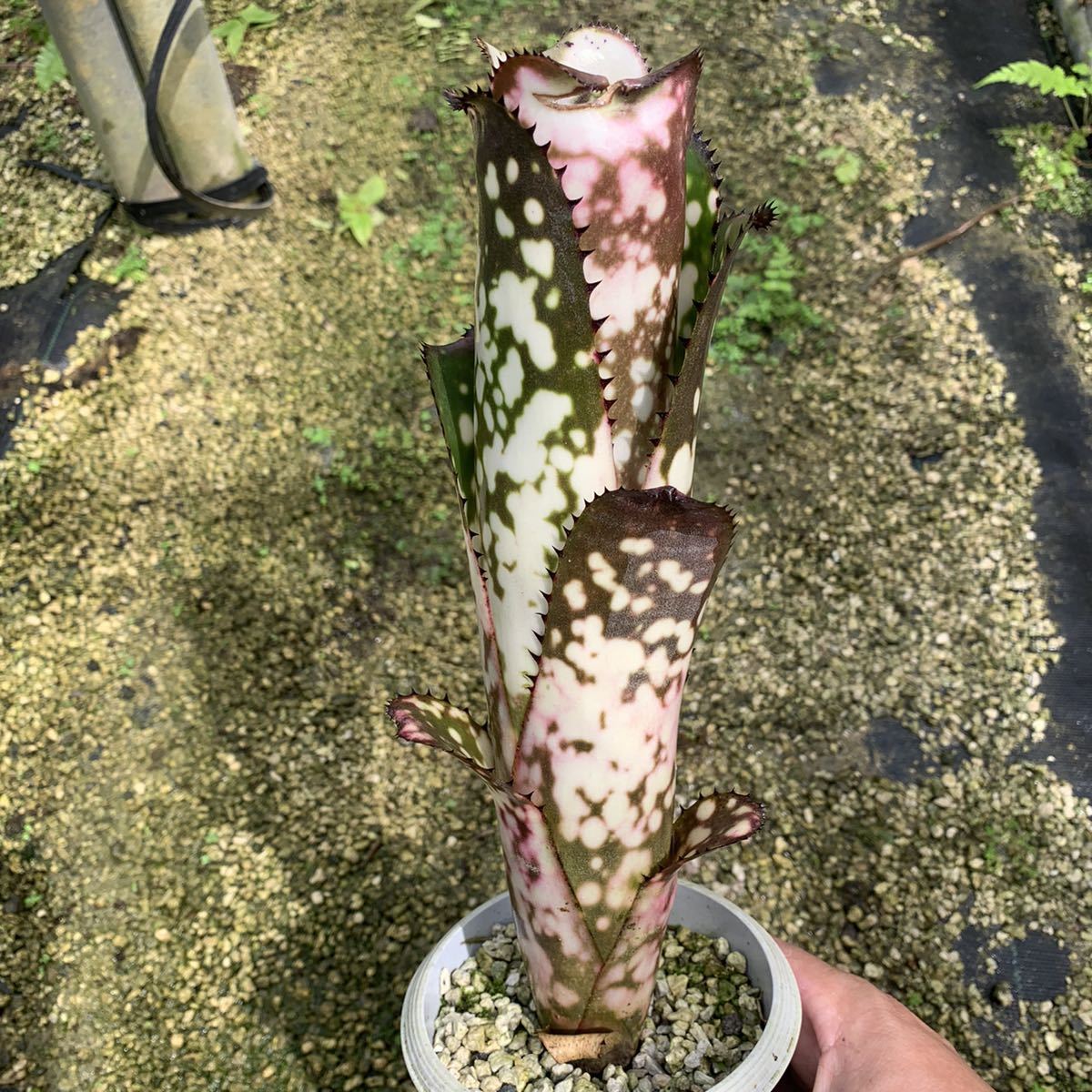 ビルベルギア・メリーモナーク Billbergia Merrie Monarch