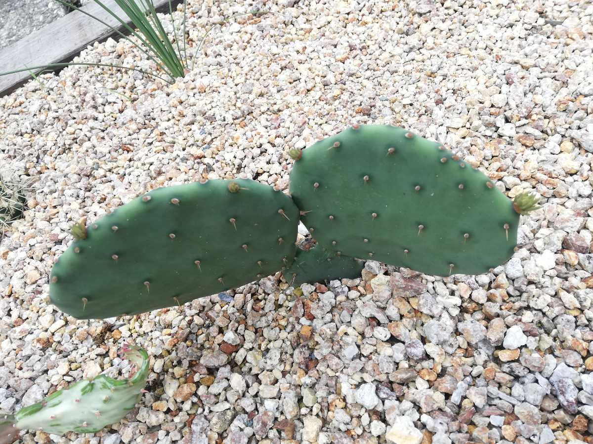 Opuntia Aciculata オプンチア アシキュラータ 団扇サボテン ウチワサボテン サボテン 多肉植物 の落札情報詳細 ヤフオク落札価格情報 オークフリー スマートフォン版