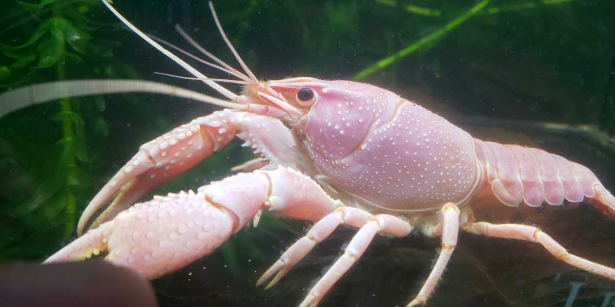 バレンタインザリガニペア Tl約7cm Tl約9cm の落札情報詳細 ヤフオク落札価格情報 オークフリー スマートフォン版