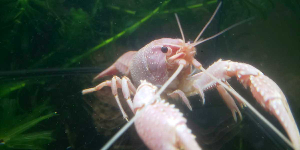 バレンタインザリガニペア Tl約7cm Tl約9cm の落札情報詳細 ヤフオク落札価格情報 オークフリー スマートフォン版