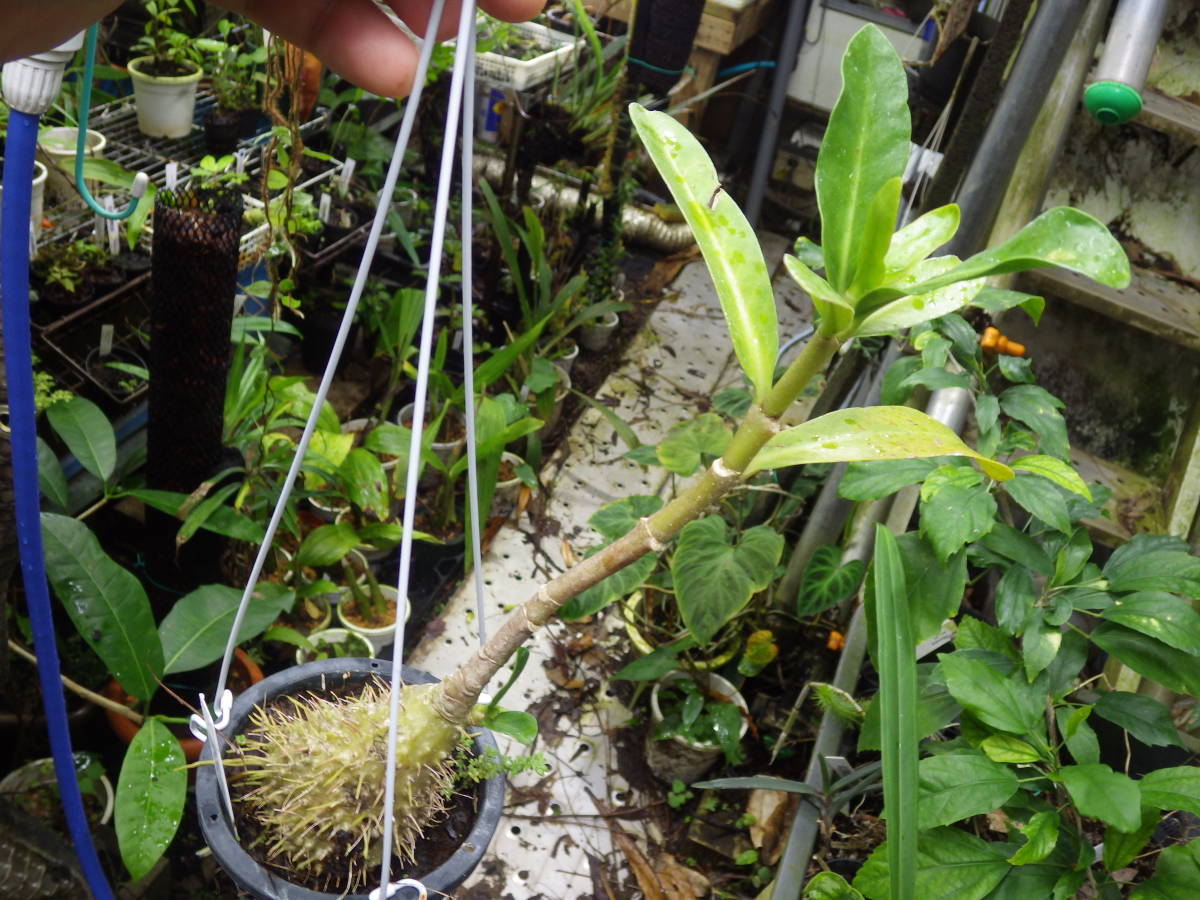 Myrmephytum selebicum Bukidnon 【公式通販】