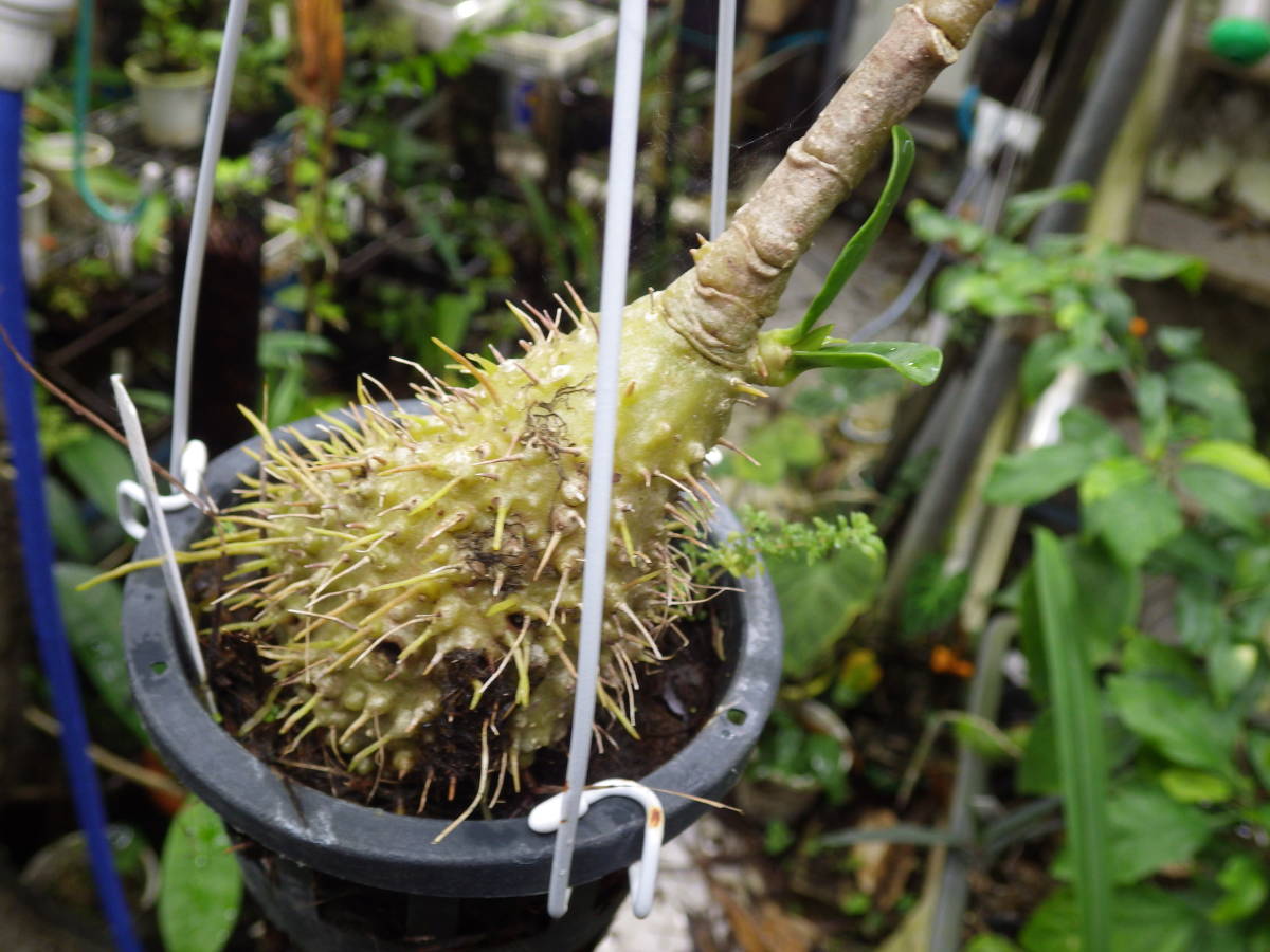 Myrmephytum selebicum Bukidnon 【公式ショッピングサイト】