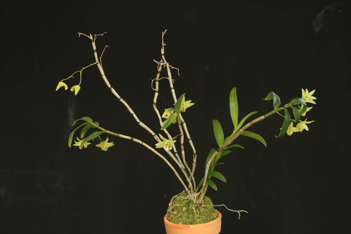 長生蘭 セッコク 宮崎産キバナノセッコク 9本立 の落札情報詳細 ヤフオク落札価格情報 オークフリー スマートフォン版