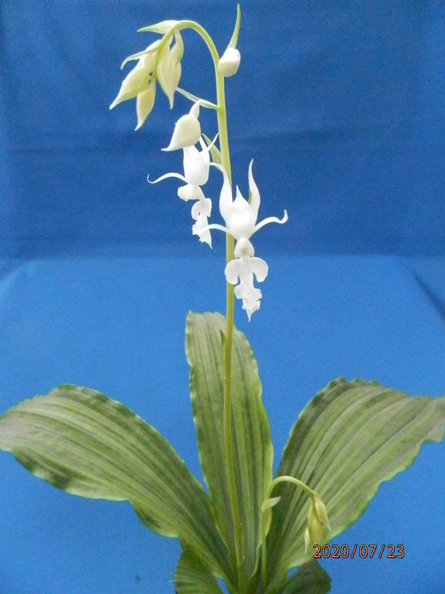 錦蘭ミヤマウズラ「 ガクナン」★山野草 花 野生蘭 斑入 ラン 珍品 原種★ ｜charm（山野草）ミヤマウズラ（深山鶉、錦蘭）（１ポット