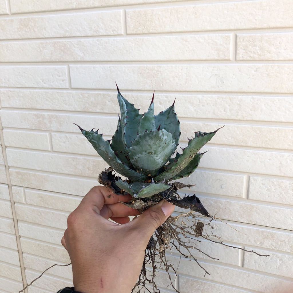 Agave colorata Hakugakuden アガベ コロラータ 白岳殿 一枚目参考親株