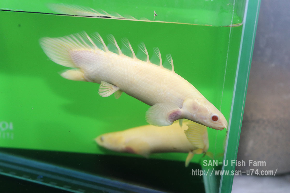 激安 即決 熱帯魚 アルビノ ポリプテルス セネガルス Www Direcauto Net