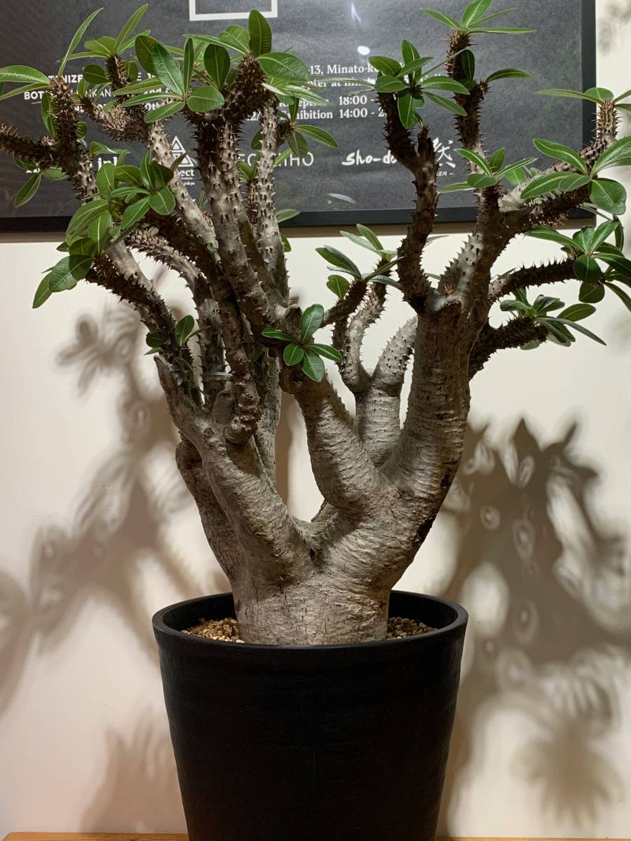 パキポディウム マカイエンセ 大 発根済み （Pachypodium