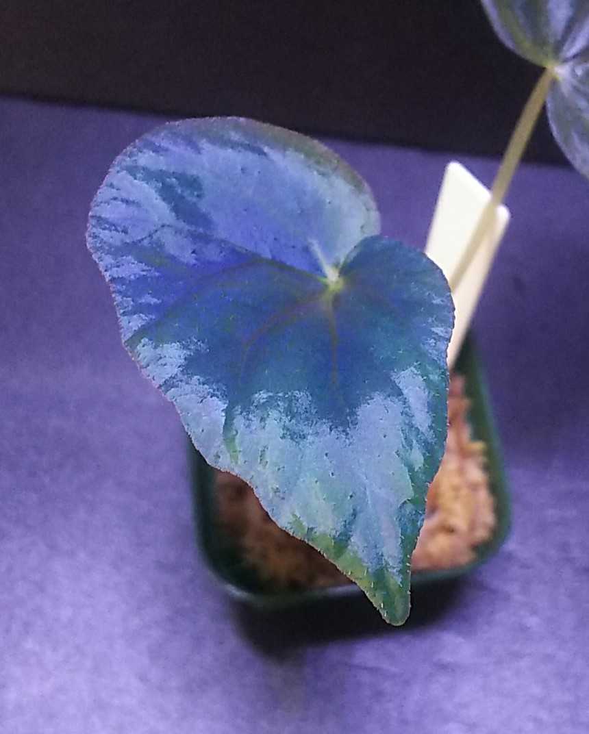 専用！青ベゴニアBegonia phoeniogramma I ❣️ベゴニア原種 Begonia