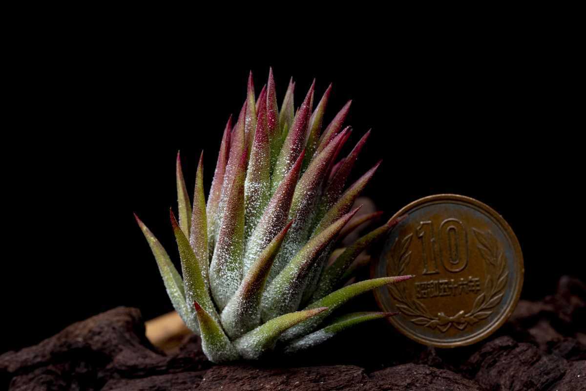 Tillandsia ionantha Small Clone ティランジア イオナンタ