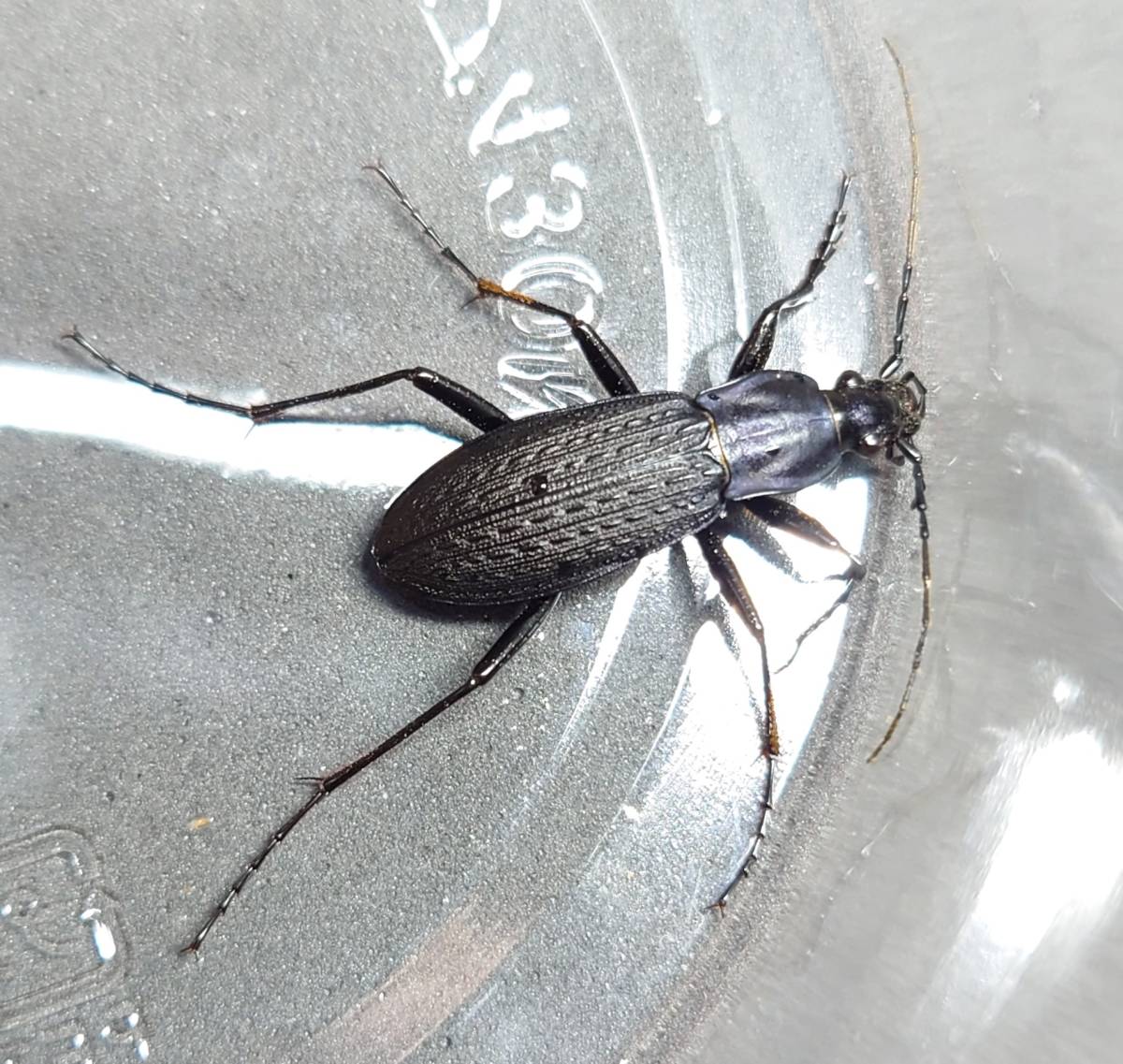 生体 珍品 フジアキタクロナガオサムシ ペア の落札情報詳細 ヤフオク落札価格情報 オークフリー スマートフォン版