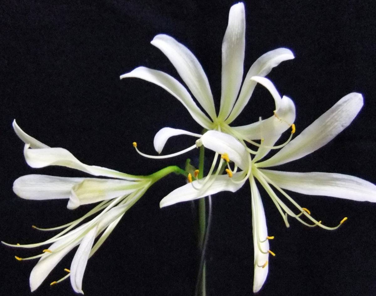 希少！ リコリス オオキツネノカミソリ 白花 素心 大狐の剃刀 大球根2