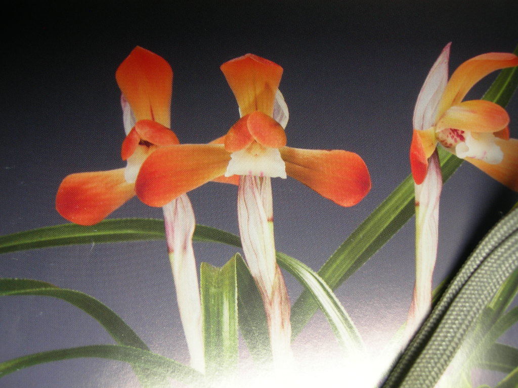 春蘭、寒蘭、富貴蘭、日本春蘭赤花 紅貴