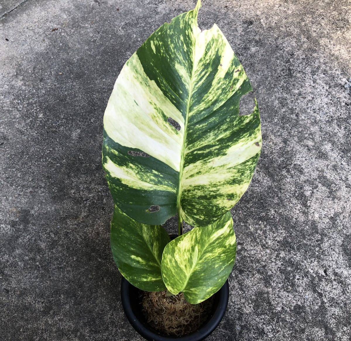 稀少レア種 斑入り黄金ポトス⁉️‼️巨大黄金モンステラ