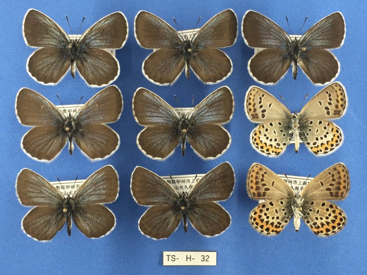 国産蝶標本 神奈川県藤野町のアサマシジミ ペア