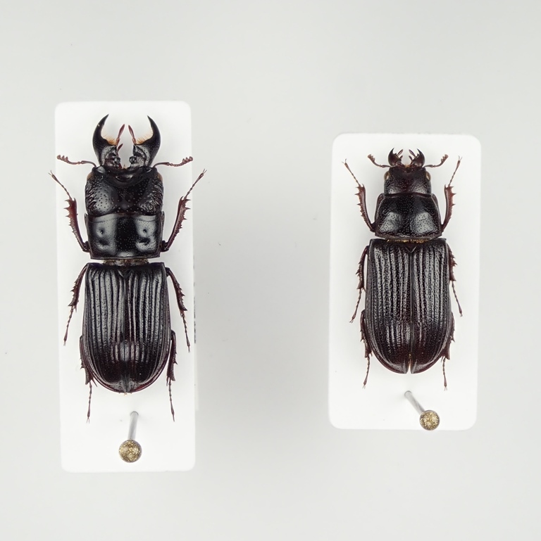 特大インペリアリスツヤクワガタ標本 インペリアリスツヤクワガタ 原名亜種 64.4㎜ 標本 ラベル付 野外品