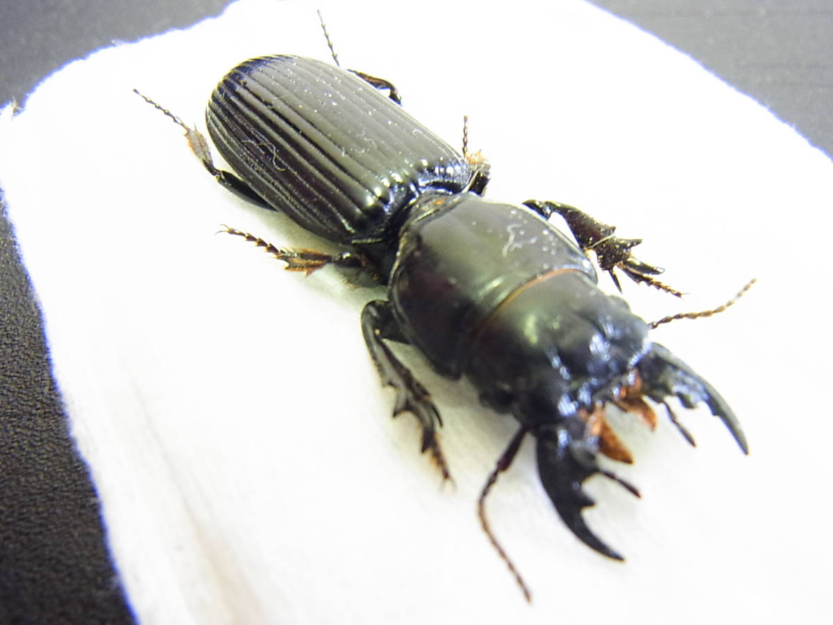 アメリカ産ゴミムシ marugata250302-834.jpg
