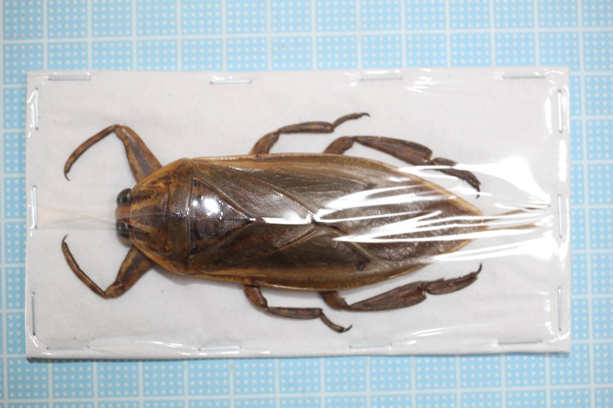 ナンベイオオタガメ 102mm(頭部〜羽先) 昆虫標本 タガメ 水生昆虫 標本 ナンベイオオタガメ 標本