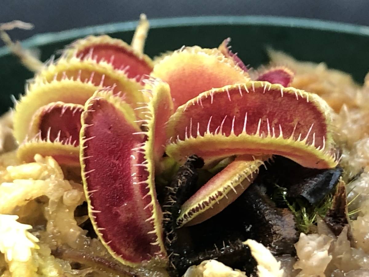 【奇形】 BCP Kim Il sung ハエトリソウ 食虫植物 奇形】 ハエトリソウ BCP Kim jong il 食虫植物 金正日 D 【公式通販】