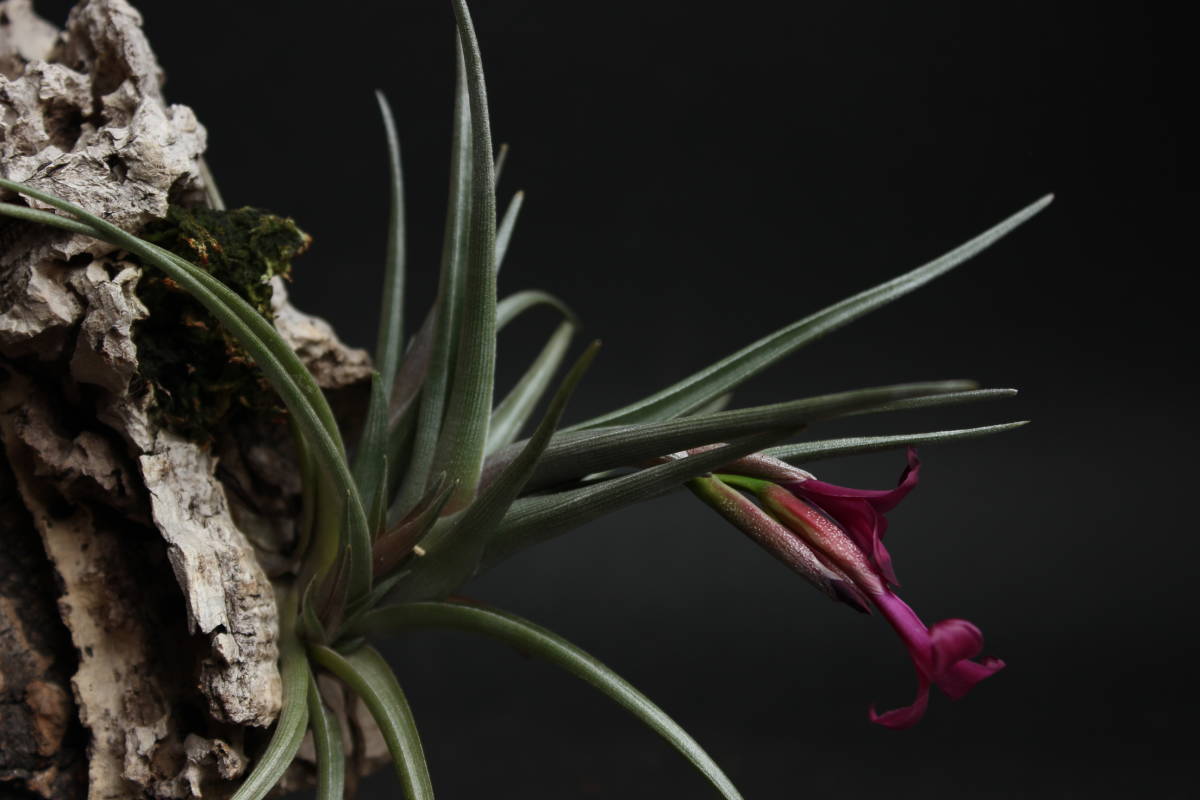 Tillandsia Mystic Haze ティランジア ミスティックヘイズ エア