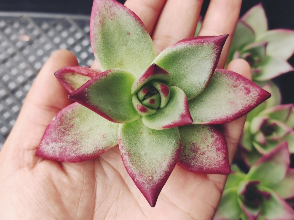 新品 多肉植物 エケベリア 韓国 S1023カリフォルニアエボニー 蓮灯11個 の落札情報詳細 ヤフオク落札価格情報 オークフリー スマートフォン版