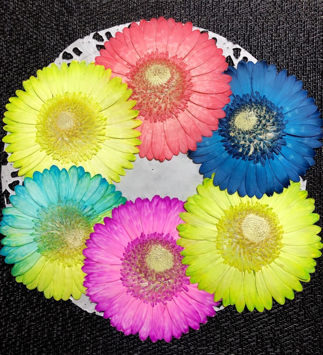 新品 押し花素材 カラフルガーベラ 6輪セット No 2 の落札情報詳細 ヤフオク落札価格情報 オークフリー スマートフォン版