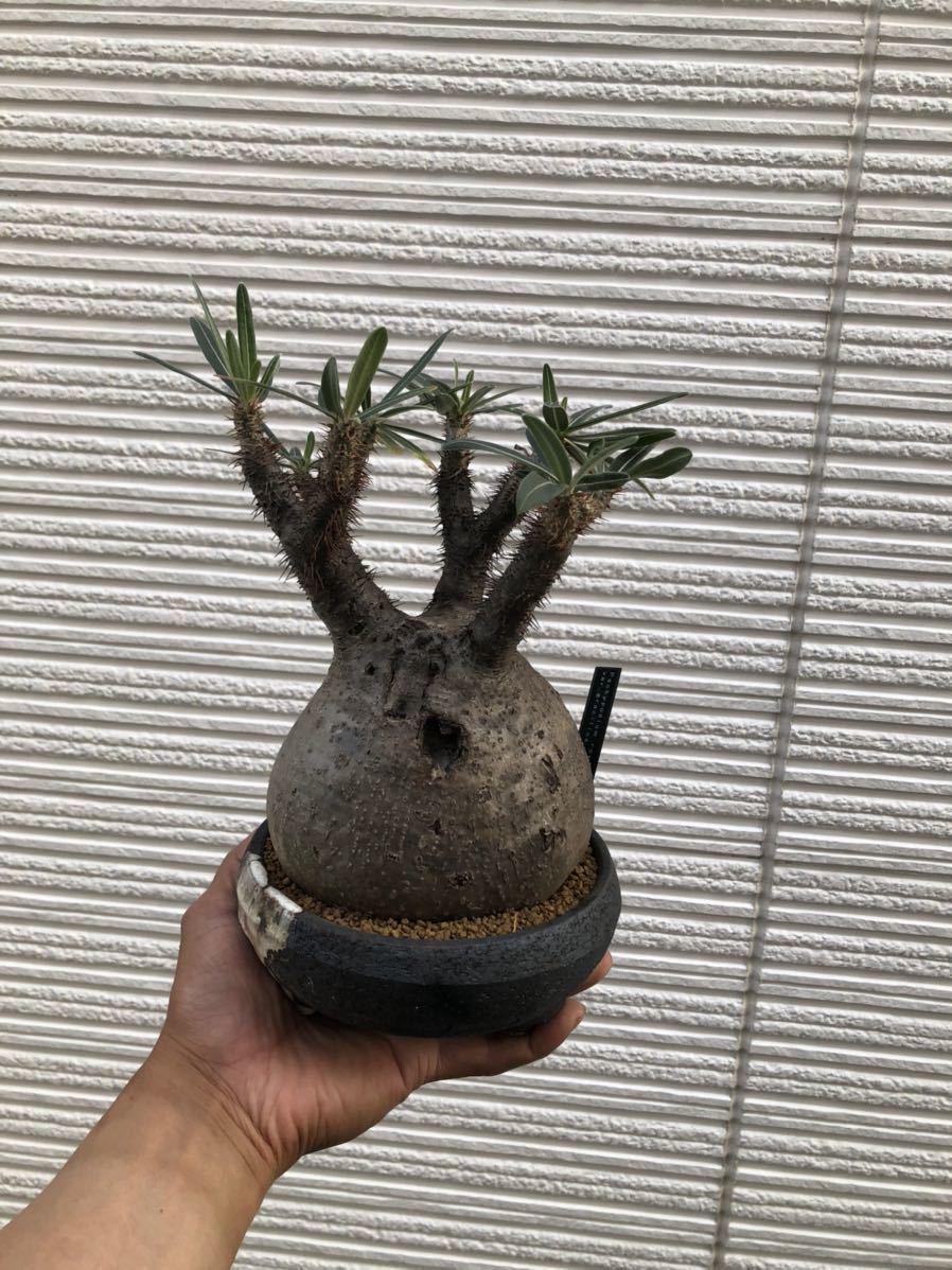 浅鉢 パキポディウムグラキリス 現地球 コーデックス 塊根植物 多肉