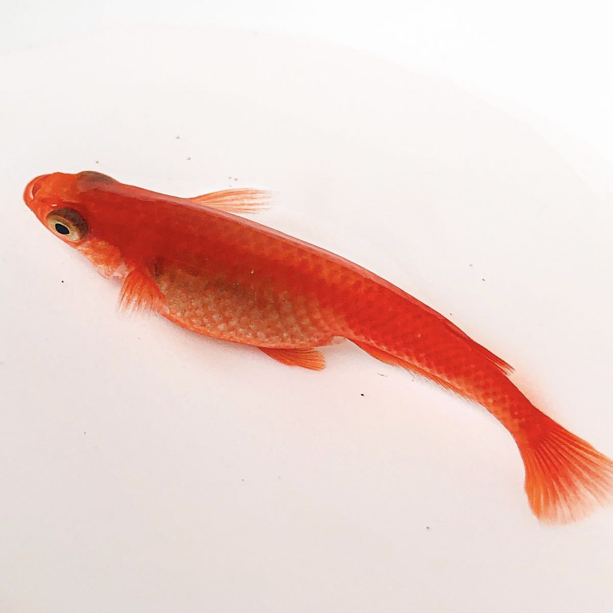 日本の職人技 紅帝楊貴妃メダカ 3ｃｍ ヤマト100サイズ 400匹 ライズ100ｇ 無料 最高品質 めだか Www Mediraf Nl