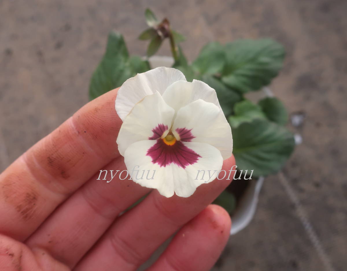 新品 希少 川越rokaさん作出 変わり咲き ビオラ 雪うさぎ 花ろまん 雪ウサギ ゆきうさぎ ユキウサギ パンジー 耐寒 草花 庭植え ガーデニング の落札情報詳細 ヤフオク落札価格情報 オークフリー スマートフォン版