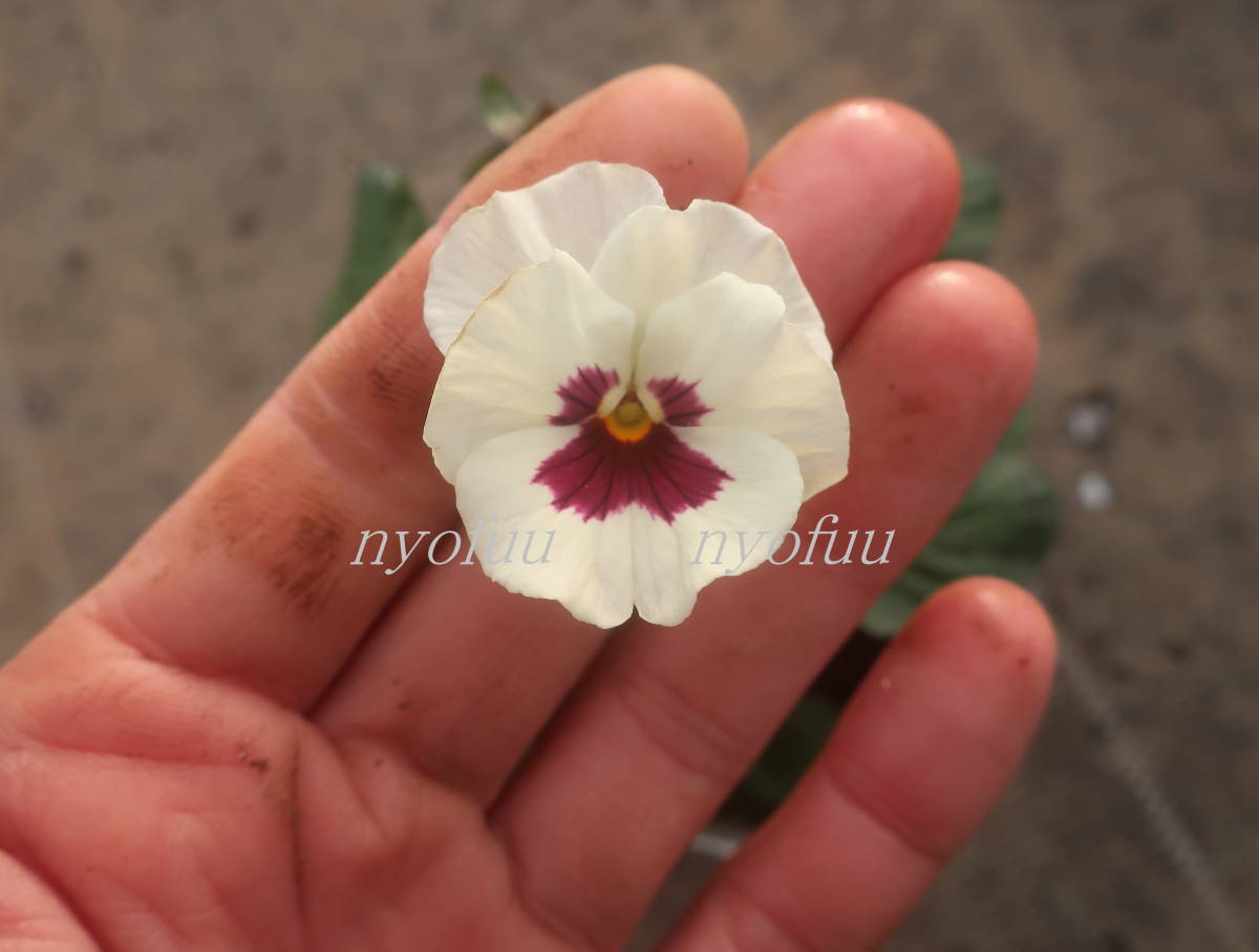 新品 希少 川越rokaさん作出 変わり咲き ビオラ 雪うさぎ 花ろまん 雪ウサギ ゆきうさぎ ユキウサギ パンジー 耐寒 草花 庭植え ガーデニング の落札情報詳細 ヤフオク落札価格情報 オークフリー スマートフォン版
