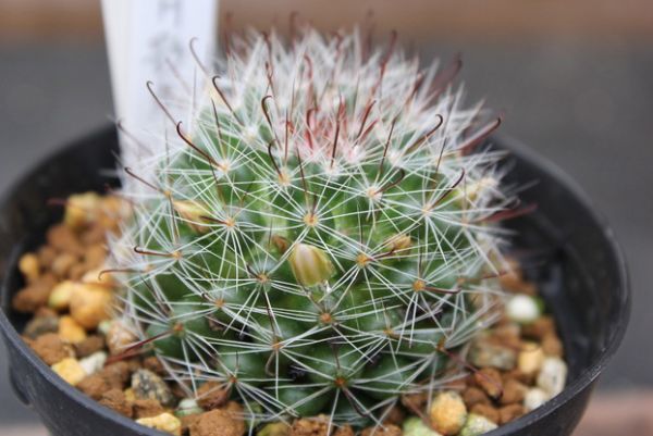 新品 94 サボテン マミラリア 白花月影丸 Mammillaria Zeilmanniana V Albiflora 月影丸の白花変種 の落札情報詳細 ヤフオク落札価格情報 オークフリー スマートフォン版