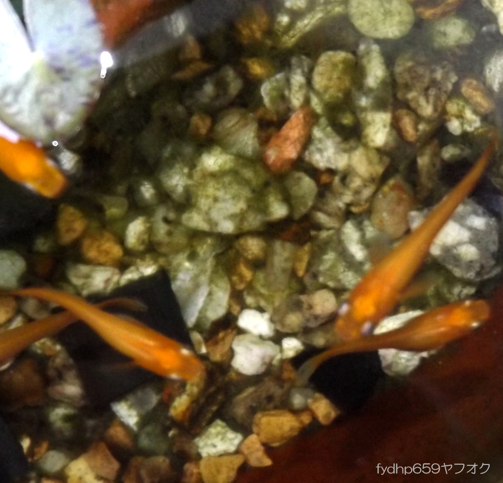 新品 送料無料 楊貴妃メダカ 卵 約 30個 A 赤 めだか 日本 金魚 睡蓮鉢 紅帝 稚魚 風水 金運 楊貴妃 メチレンブルー エサ 麦飯石 の落札情報詳細 ヤフオク落札価格情報 オークフリー スマートフォン版