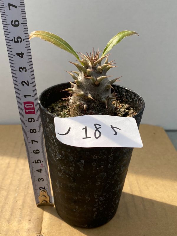 新品 ノ185 塊根植物 実生 パキポディウム グラキリス ホロンベンセ 棘折れやすい 種から発芽 有望株 コーデックス Pachypodium の落札情報詳細 ヤフオク落札価格情報 オークフリー スマートフォン版