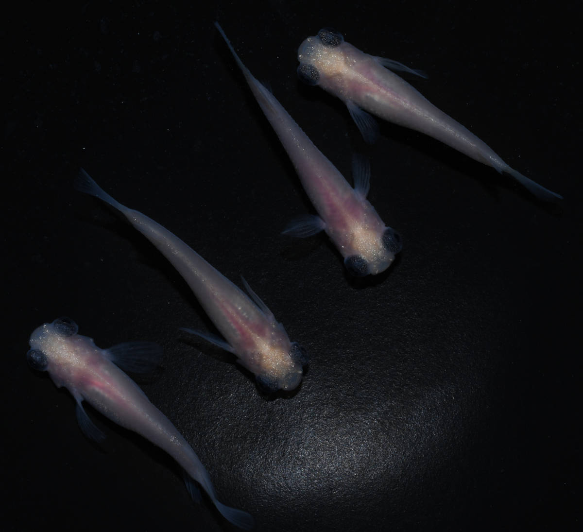 新品 つつじめだか パンダ出目半ダルマ 若魚 ２ペア Yo６ の落札情報詳細 ヤフオク落札価格情報 オークフリー スマートフォン版