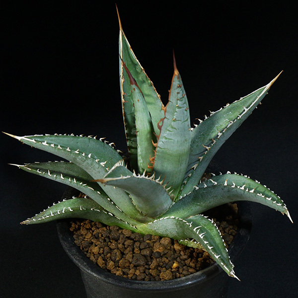新品】【帝釈天】 アガベ パープソラム 3号 26 PP Agave purpusorum